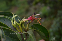 Macrosolen capitellatus